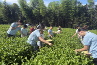 以茶润童心    以劳育成长—— 九江职业大学“心田自然”志愿服务队深耕乡村美育课堂